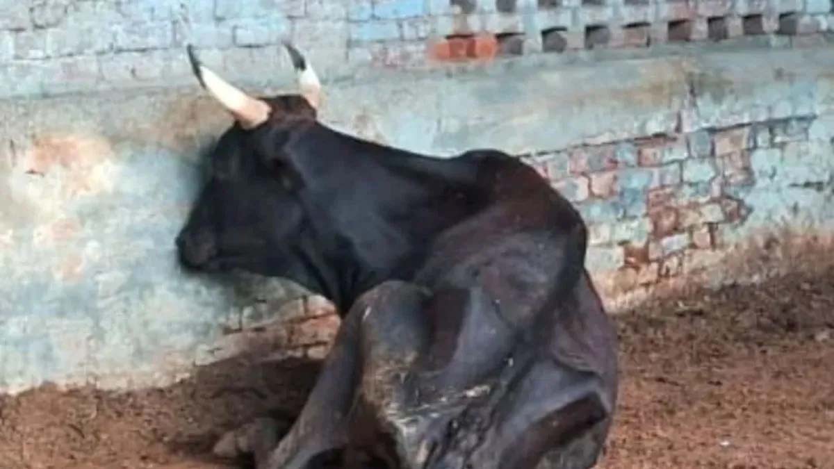CAG रिपोर्ट में गोशाला योजना की गड़बड़ी उजागर, कहीं घर तो कहीं गोदाम बने