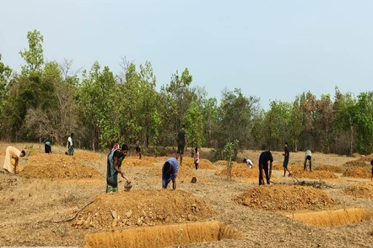 मनरेगा ने बदली निम्मलगुड़ा की तस्वीर, 500 जल अवशोषण ट्रेंच से बढ़ा भू-जल स्तर और मिला रोजगार मनरेगा ने बदली निम्मलगुड़ा की तस्वीर, 500 जल अवशोषण ट्रेंच से बढ़ा भू-जल स्तर और मिला रोजगार
