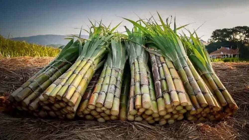 CO-0238 पर बीमारी का वार, घट रही गन्ने की पैदावार और चीनी रिकवरी; नई किस्मों पर जोर
