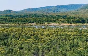 Forest Land Report: देश में सबसे ज्यादा वन भूमि का लैंड यूज बदला, MP में 371.54 वर्ग किमी जंगल हुए कम Forest Land Report: देश में सबसे ज्यादा वन भूमि का लैंड यूज बदला, MP में 371.54 वर्ग किमी जंगल हुए कम