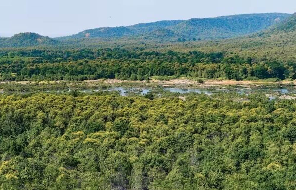 Forest Land Report: देश में सबसे ज्यादा वन भूमि का लैंड यूज बदला, MP में 371.54 वर्ग किमी जंगल हुए कम