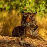 योगी सरकार का वन्यजीवों पर बड़ा फोकस, संरक्षण योजनाओं को मिलेगी नई रफ्तार