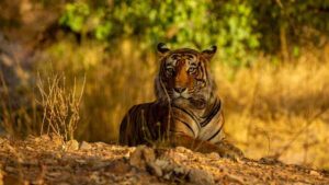 योगी सरकार का वन्यजीवों पर बड़ा फोकस, संरक्षण योजनाओं को मिलेगी नई रफ्तार