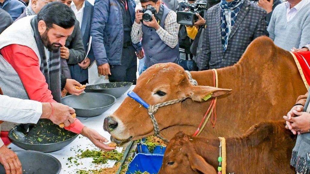 हरियाणा में गोसेवा को बढ़ावा, 650 गोशालाओं में चार लाख बेसहारा गोवंश की देखभाल हरियाणा में गोसेवा को बढ़ावा, 650 गोशालाओं में चार लाख बेसहारा गोवंश की देखभाल