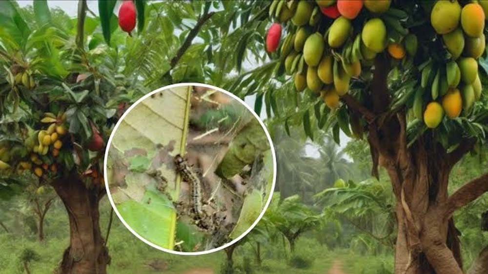 आम की फसल पर मंडराया खतरा, कृषि विशेषज्ञों ने किसानों को समय रहते प्रबंधन के दिए निर्देश आम की फसल पर मंडराया खतरा, कृषि विशेषज्ञों ने किसानों को समय रहते प्रबंधन के दिए निर्देश