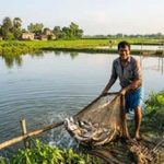 किसानों के लिए कमाई का नया रास्ता, झींगा पालन पर मिलेगा बड़ा अनुदान