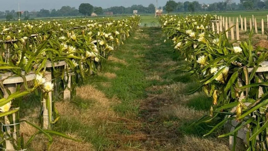 यूट्यूब से सीखी ड्रैगन फ्रूट की खेती, 6.5 लाख की लागत से हर साल 14 लाख का मुनाफा