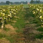 यूट्यूब से सीखी ड्रैगन फ्रूट की खेती, 6.5 लाख की लागत से हर साल 14 लाख का मुनाफा