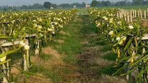 यूट्यूब से सीखी ड्रैगन फ्रूट की खेती, 6.5 लाख की लागत से हर साल 14 लाख का मुनाफा