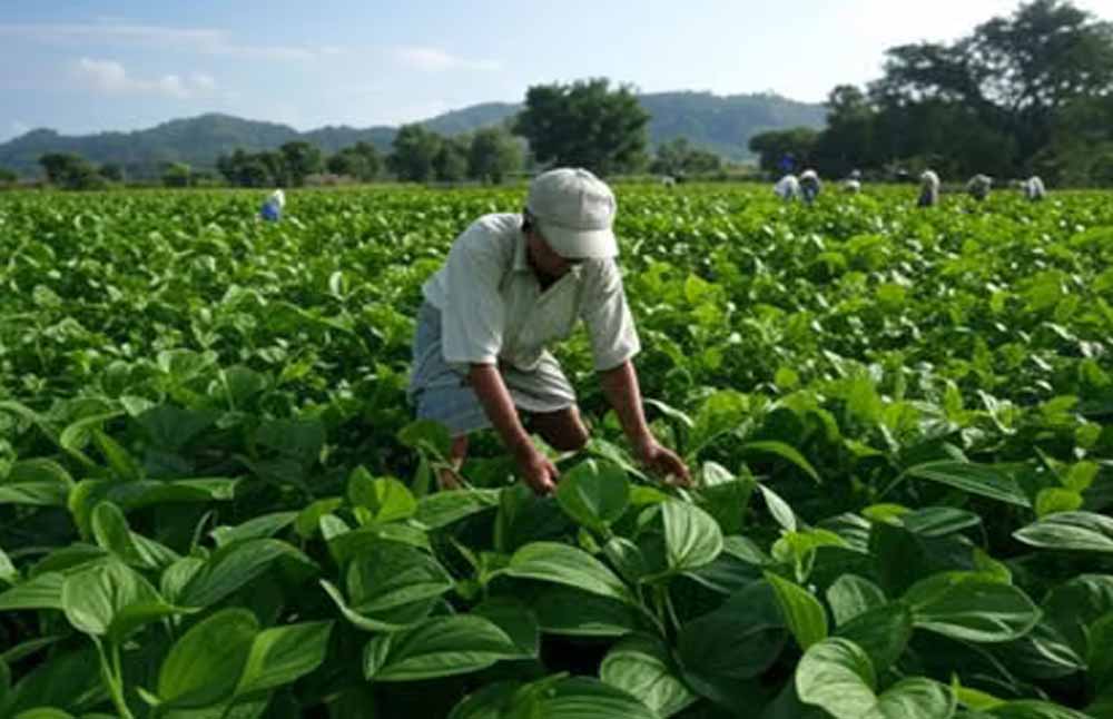 छत्तीसगढ़ के छुईखदान के पान की बढ़ी मांग, नए बाजार मिलने से किसानों को बड़ी राहत