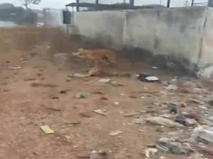 गौठान में गायों की मौत से मचा हड़कंप, लापरवाही पर सहायक पशु चिकित्सा अधिकारी हटाए गए