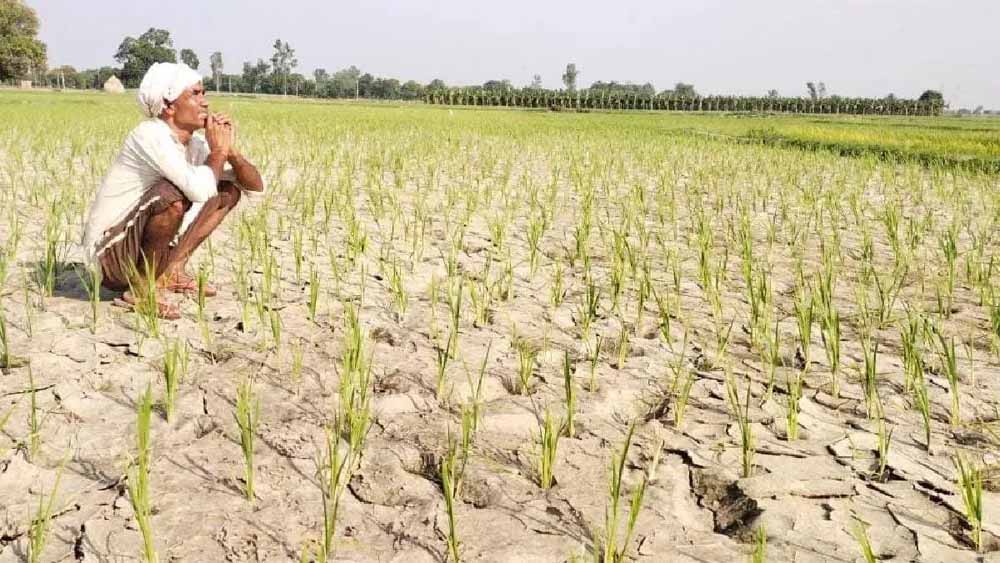 छत्तीसगढ़ में सूखे जैसे हालात की आहट, बारिश रुकने से धान की फसल पर संकट गहराया
