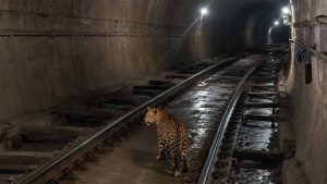 रेल सुरंग के ट्रैक पर तेंदुए की चहलकदमी, CG में कर्मचारियों के बीच फैली दहशत