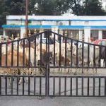 छत्तीसगढ़ में आवारा मवेशियों का मुद्दा गरमाया, ग्रामीणों ने कलेक्ट्रेट पहुंचकर की कार्रवाई की मांग