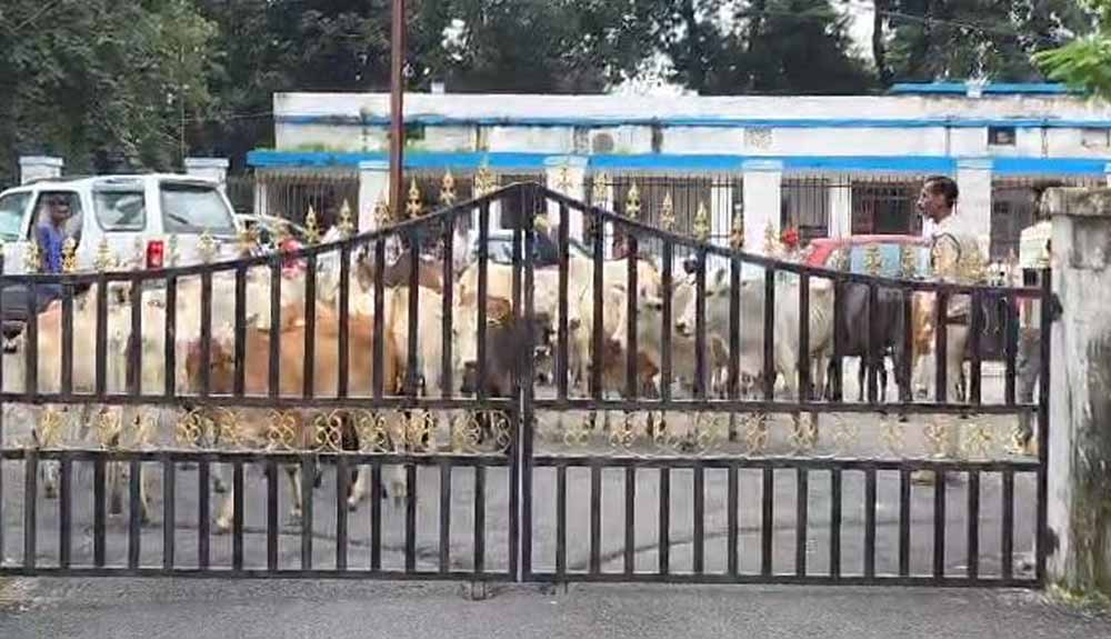 छत्तीसगढ़ में आवारा मवेशियों का मुद्दा गरमाया, ग्रामीणों ने कलेक्ट्रेट पहुंचकर की कार्रवाई की मांग छत्तीसगढ़ में आवारा मवेशियों का मुद्दा गरमाया, ग्रामीणों ने कलेक्ट्रेट पहुंचकर की कार्रवाई की मांग