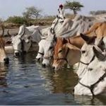पंचगव्य आधारित औषधियों से मिल रहा स्वास्थ्य और स्वदेशी चिकित्सा को बढ़ावा पंचगव्य आधारित औषधियों से मिल रहा स्वास्थ्य और स्वदेशी चिकित्सा को बढ़ावा