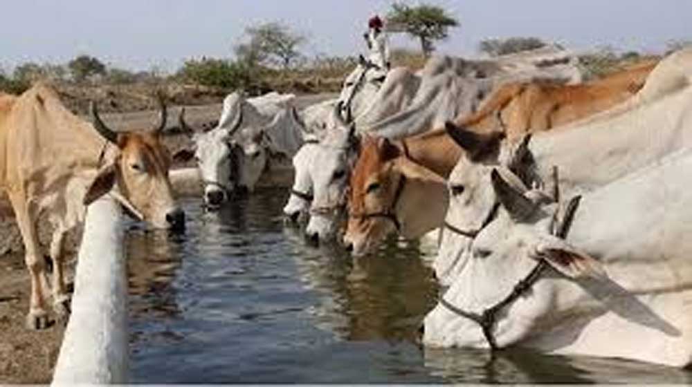 पंचगव्य आधारित औषधियों से मिल रहा स्वास्थ्य और स्वदेशी चिकित्सा को बढ़ावा