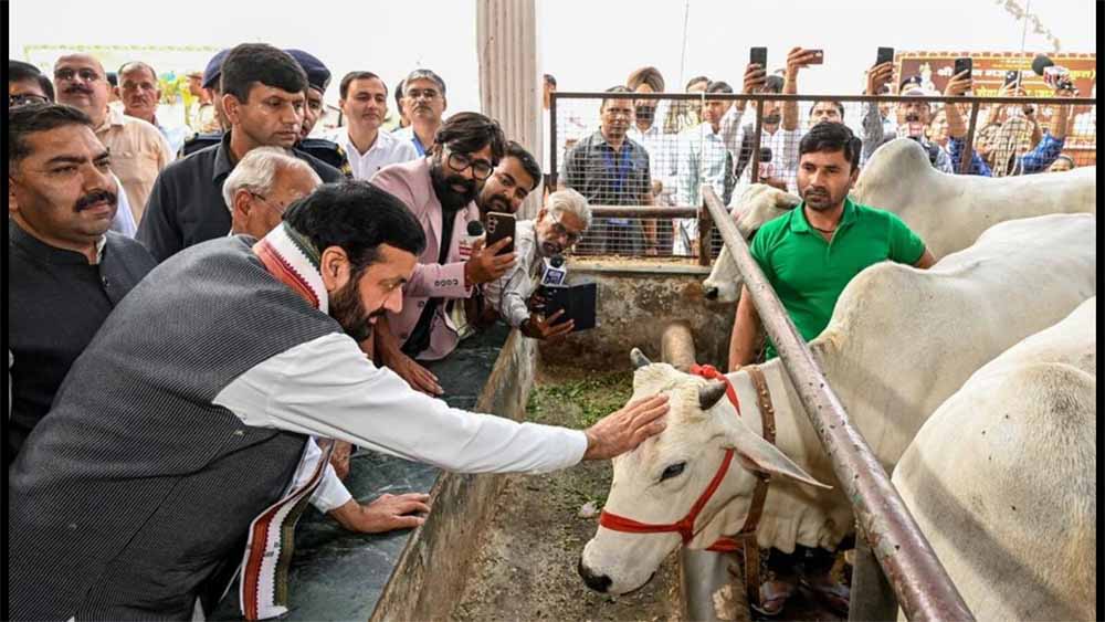 हरियाणा में गोशालाओं की संख्या 3 गुना बढ़ी, 12 साल में बजट 300 गुना हुआ हरियाणा में गोशालाओं की संख्या 3 गुना बढ़ी, 12 साल में बजट 300 गुना हुआ