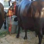 दूध की कीमत तय: हरियाणा में 100 रुपये लीटर से कम बेचने पर लगेगा 5100 रुपये जुर्माना