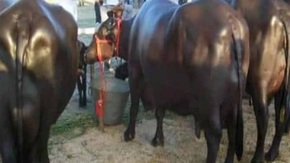 दूध की कीमत तय: हरियाणा में 100 रुपये लीटर से कम बेचने पर लगेगा 5100 रुपये जुर्माना