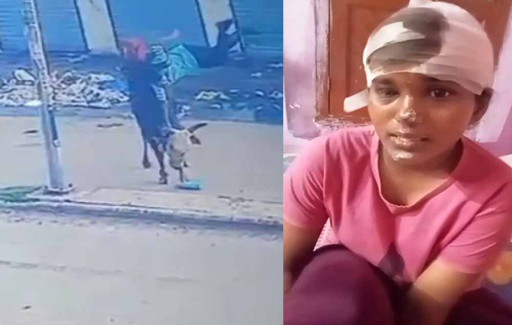 स्कूल जा रही छात्रा पर सांड ने किया हमला, 7 फीट उठाकर पटका; माथे पर लगे 8 टांके