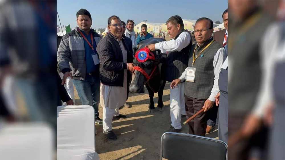 हरियाणा की मशहूर ‘राधा’ ने ली अंतिम सांस, 35 किलो दूध देकर बनाई थी विश्व में पहचान
