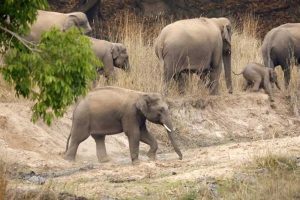 बांधवगढ़ बना गजराजों का पसंदीदा रहवास बांधवगढ़ बना गजराजों का पसंदीदा रहवास
