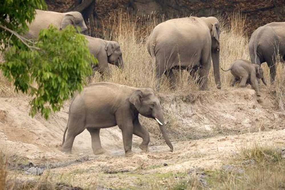 बांधवगढ़ बना गजराजों का पसंदीदा रहवास बांधवगढ़ बना गजराजों का पसंदीदा रहवास