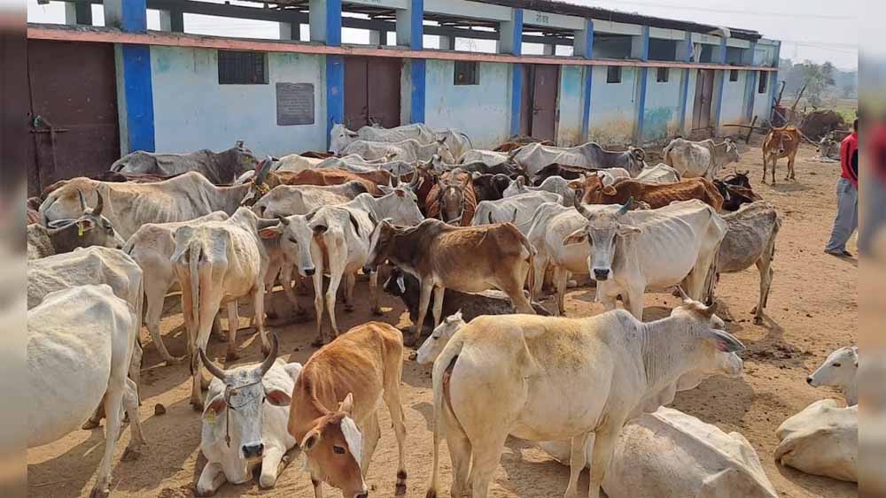 गौशालाओं को बड़ी सौगात, पंजाब सरकार ने बिजली बिल किया माफ, आवारा पशुओं की देखभाल को मिलेगा सहारा गौशालाओं को बड़ी सौगात, पंजाब सरकार ने बिजली बिल किया माफ, आवारा पशुओं की देखभाल को मिलेगा सहारा