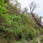 दुर्लभ पेड़ों को बचाने पंजाब सरकार का बड़ा कदम, मोहाली में तैयार होगा संरक्षण केंद्र दुर्लभ पेड़ों को बचाने पंजाब सरकार का बड़ा कदम, मोहाली में तैयार होगा संरक्षण केंद्र