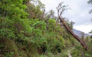 दुर्लभ पेड़ों को बचाने पंजाब सरकार का बड़ा कदम, मोहाली में तैयार होगा संरक्षण केंद्र दुर्लभ पेड़ों को बचाने पंजाब सरकार का बड़ा कदम, मोहाली में तैयार होगा संरक्षण केंद्र