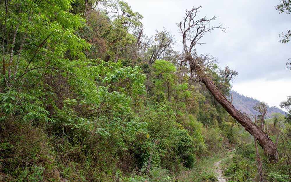 दुर्लभ पेड़ों को बचाने पंजाब सरकार का बड़ा कदम, मोहाली में तैयार होगा संरक्षण केंद्र दुर्लभ पेड़ों को बचाने पंजाब सरकार का बड़ा कदम, मोहाली में तैयार होगा संरक्षण केंद्र