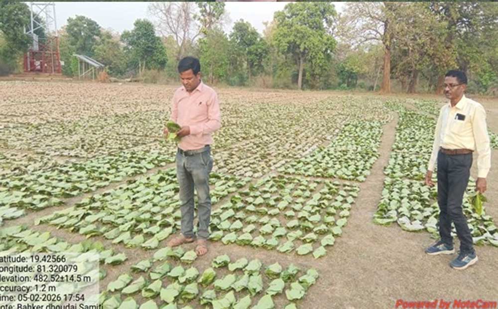 गांव के पास खुला फड़, 365 संग्राहकों को मिला सीधा आर्थिक लाभ गांव के पास खुला फड़, 365 संग्राहकों को मिला सीधा आर्थिक लाभ