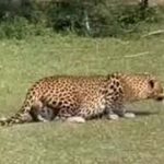 तेंदुओं के अवैध शिकार और अंगों की तस्करी मामले में एक और आरोपी मुरैना से गिरफ्तार अब तक 3 राज्यों से 15 आरोपी गिरफ्तार तेंदुओं के अवैध शिकार और अंगों की तस्करी मामले में एक और आरोपी मुरैना से गिरफ्तार अब तक 3 राज्यों से 15 आरोपी गिरफ्तार