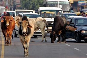निराश्रित गौवंश संरक्षण के लिए सरकार की बड़ी पहल, गौधाम योजना का तेजी से बढ़ रहा दायरा