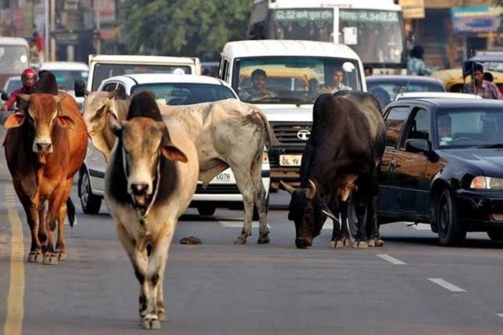 निराश्रित गौवंश संरक्षण के लिए सरकार की बड़ी पहल, गौधाम योजना का तेजी से बढ़ रहा दायरा