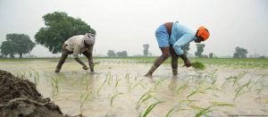 मानसून में बारिश का असमान वितरण, खेती पर असर; बिहार के 14 जिलों में बाढ़ का संकट मानसून में बारिश का असमान वितरण, खेती पर असर; बिहार के 14 जिलों में बाढ़ का संकट