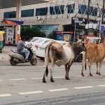 ग्वालियर की सड़कों पर आवारा गोवंश बना खतरा, चरनोई जमीनों से अतिक्रमण हटाने की मांग