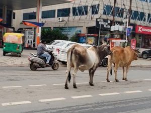 ग्वालियर की सड़कों पर आवारा गोवंश बना खतरा, चरनोई जमीनों से अतिक्रमण हटाने की मांग