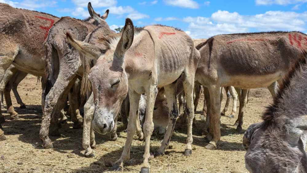 गधों की वजह से बदली रेगिस्तान की तस्वीर, 44 साल में बंजर जमीन पर फिर लौटी हरियाली गधों की वजह से बदली रेगिस्तान की तस्वीर, 44 साल में बंजर जमीन पर फिर लौटी हरियाली