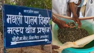 मैहर के पोड़ी केंद्र में किसानों की भीड़, 53 लाख से ज्यादा मछली के बीज बिके; 2027 तक 2.50 करोड़ का लक्ष्य मैहर के पोड़ी केंद्र में किसानों की भीड़, 53 लाख से ज्यादा मछली के बीज बिके; 2027 तक 2.50 करोड़ का लक्ष्य