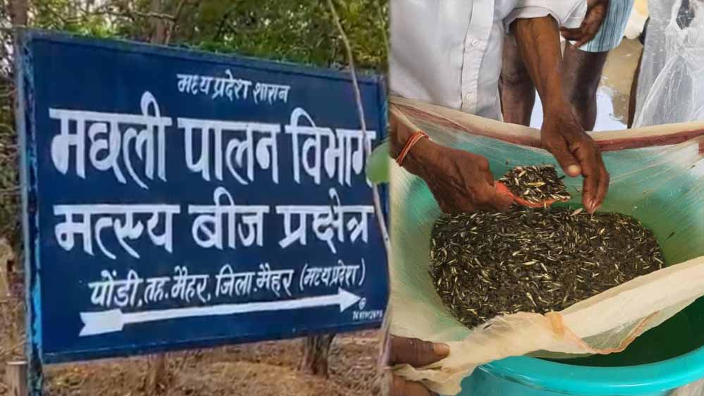 मैहर के पोड़ी केंद्र में किसानों की भीड़, 53 लाख से ज्यादा मछली के बीज बिके; 2027 तक 2.50 करोड़ का लक्ष्य मैहर के पोड़ी केंद्र में किसानों की भीड़, 53 लाख से ज्यादा मछली के बीज बिके; 2027 तक 2.50 करोड़ का लक्ष्य