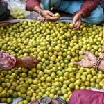 नींबू ने बिगाड़ा रसोई का बजट, जोधपुर में 80 से 100 से बढ़कर 250 रुपए किलो हुआ भाव