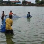 खेती के साथ मछली पालन से बढ़ी किसानों की आय, प्रधानमंत्री मत्स्य संपदा योजना बनी बदलाव की मिसाल खेती के साथ मछली पालन से बढ़ी किसानों की आय, प्रधानमंत्री मत्स्य संपदा योजना बनी बदलाव की मिसाल