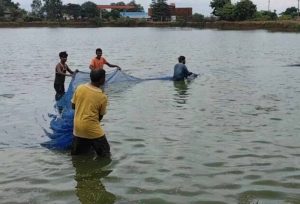 खेती के साथ मछली पालन से बढ़ी किसानों की आय, प्रधानमंत्री मत्स्य संपदा योजना बनी बदलाव की मिसाल खेती के साथ मछली पालन से बढ़ी किसानों की आय, प्रधानमंत्री मत्स्य संपदा योजना बनी बदलाव की मिसाल