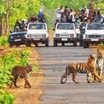 कान्हा में जंगल सफारी के नियम बदले, HSRP नंबर प्लेट वाले वाहन ही होंगे मान्य; दस्तावेजों की होगी जांच