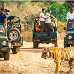 झारखंड के जंगलों में सफारी का रोमांच शुरू, 2028 तक बनेगी टाइगर सफारी