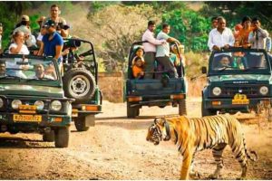 झारखंड के जंगलों में सफारी का रोमांच शुरू, 2028 तक बनेगी टाइगर सफारी