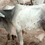 लंपी वायरस की रोकथाम के लिए योगी सरकार अलर्ट, 25 जिलों में 606 टीमें तैनात