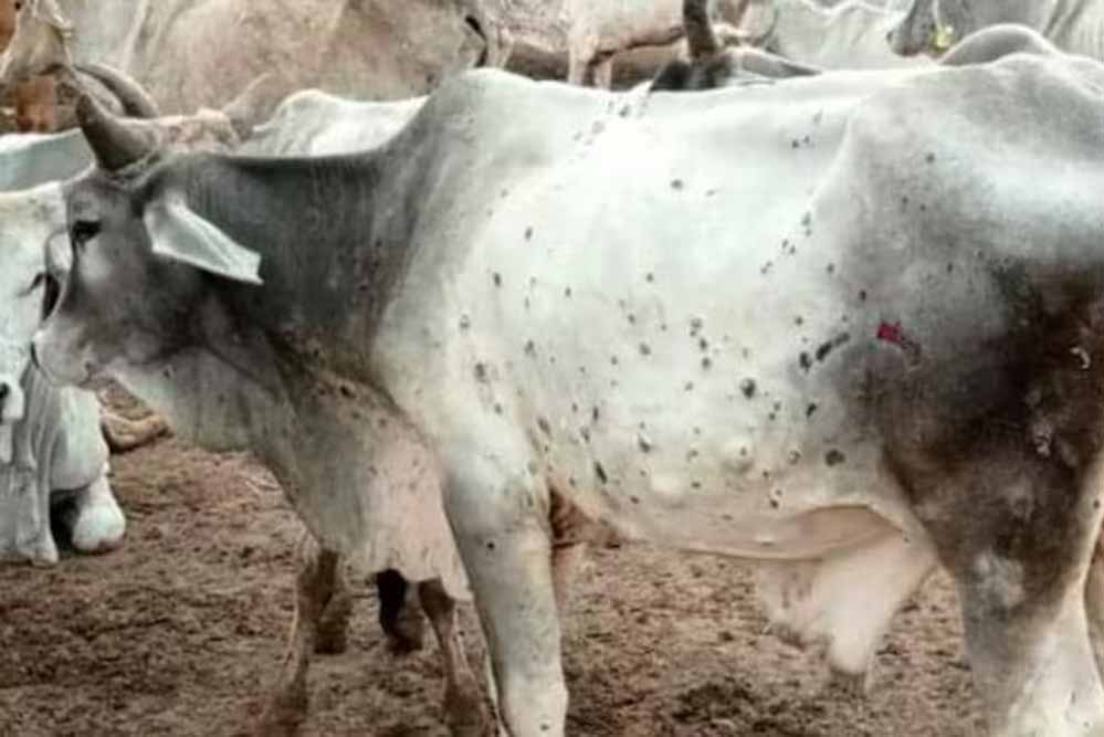 लंपी वायरस की रोकथाम के लिए योगी सरकार अलर्ट, 25 जिलों में 606 टीमें तैनात लंपी वायरस की रोकथाम के लिए योगी सरकार अलर्ट, 25 जिलों में 606 टीमें तैनात
